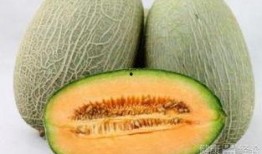 季节吃哈密瓜,时令美味随行