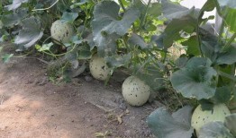 石狮凤凰城吃瓜,一场别开生面的“吃瓜”盛宴