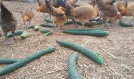 鸡吃瓜蛇,自然界的和谐共处