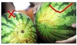 吃瓜队长阜阳,揭秘当地美食与趣闻