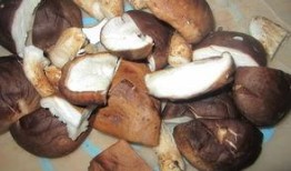 香菇吃瓜,探寻美食界的跨界融合