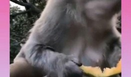 猴吃瓜文案视频,趣味横生的动物搞笑瞬间