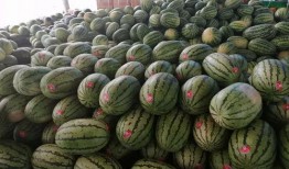 博乐龙纹水岸吃瓜,夏日消暑吃瓜胜地探秘