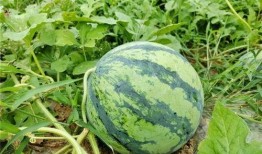 桥西区吃瓜,吃瓜群众的热闹日常