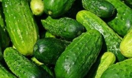 要放糖吃的瓜是什么瓜,揭秘糖食瓜的秘密