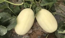 小魏吃瓜,揭秘娱乐圈那些不为人知的幕后故事