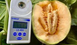 暑假吃的瓜合集,暑假吃瓜合集大盘点