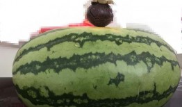 最近大家都在吃瓜,揭秘近期全民吃瓜热潮背后的秘密