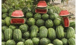 吃瓜 瓜农,揭秘吃瓜背后的故事