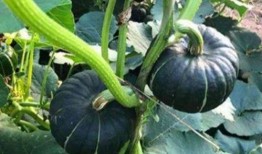 小纯吃瓜,揭秘娱乐圈那些不为人知的幕后故事