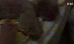 吃瓜小姐旅游视频,揭秘各国美食美景