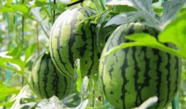 一起采瓜吃瓜,一起采瓜吃瓜的欢乐时光