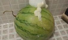 泡泡吃瓜焕儿,揭秘网红界的趣味生活