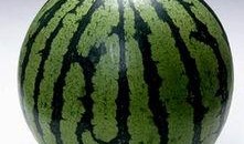 吃瓜什么都吃的图片,一图览尽万物皆可食的奇幻食界