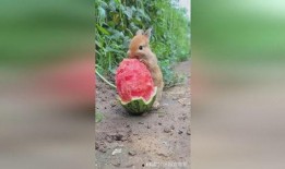 吃瓜的小兔子,小兔子吃瓜趣事多