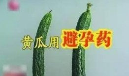 吃瓜视频黄瓜,黄瓜界的“网红”新宠