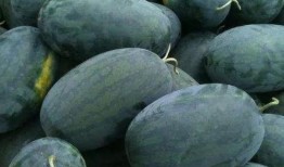 赣榆吃瓜王,揭秘当地特色美食背后的故事