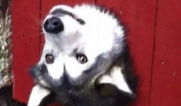 吃瓜狗表情包,网络时代的幽默风向标