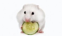 小仓鼠吃瓜视频,萌态可掬吃瓜瞬间