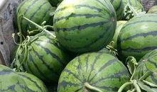 山东微山县吃瓜,山东微山县吃瓜文化探秘