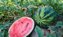 襄阳吃瓜的地方,那些不可错过的吃瓜胜地