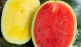 啥是吃瓜网,网络舆论场中的“瓜田”探秘