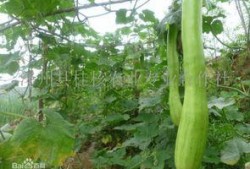 砍瓜怎么吃 好吃吗