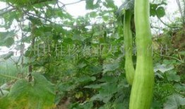 砍瓜怎么吃 好吃吗