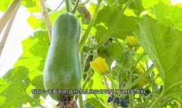 广东alinn健身吃瓜,吃瓜群众揭秘健身圈幕后故事