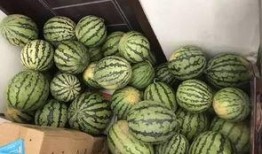 巨野谢苗苗吃瓜视频,揭秘幕后故事